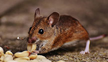 24 Hour & Emergency Exterminators in Walnut Cove, NC